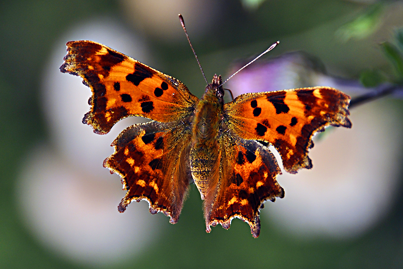 Motyl Rusaka ceik