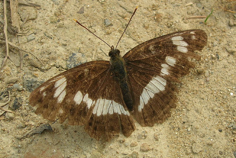 Motyl Rusaka ceik