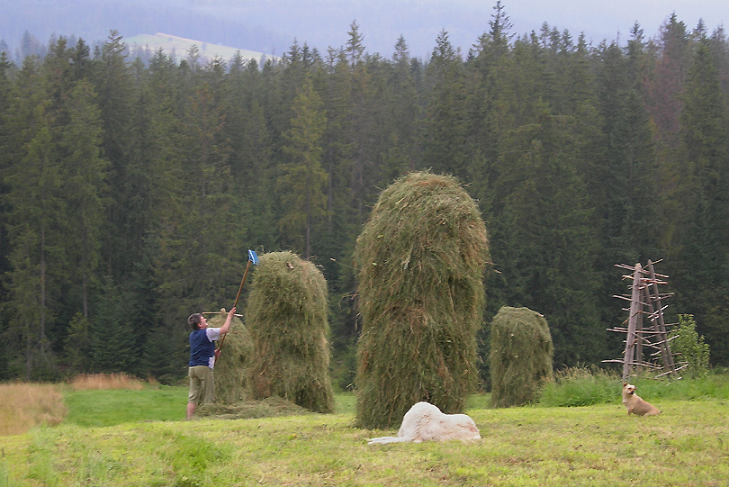 Zakopane, sianobranie