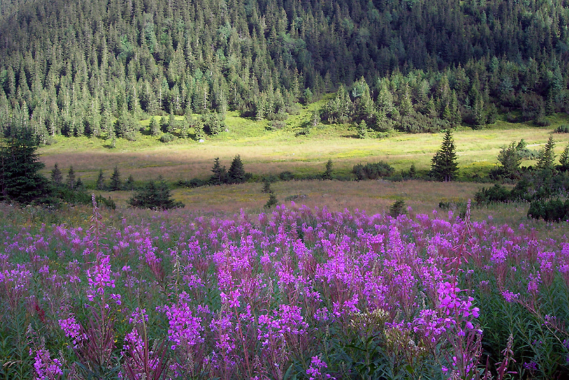 Tatry, an Wierzbwka kiprzyca