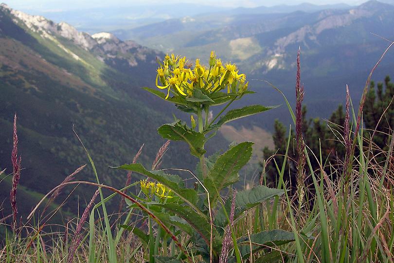 Tatry, Starzec gajowy